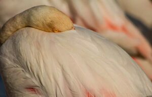 week-end-en-camargue-en-famille