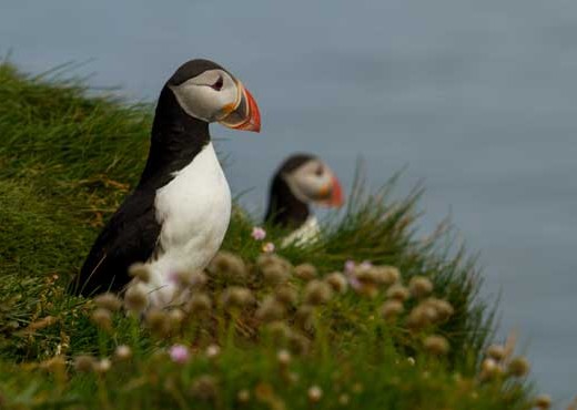 macareux-islande