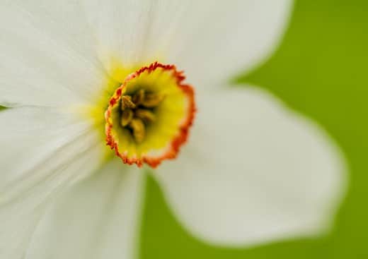 narcisse-vercors