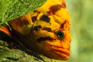 poisson-oceanorium-lisbonne