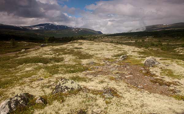 randonnée-norvege-parc-dovrefjell