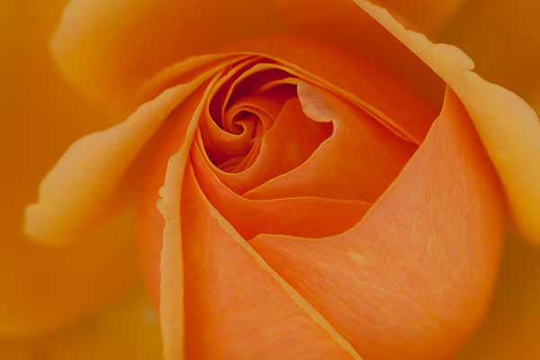 rose-Norvège