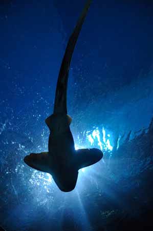 que-faire-a-bangkok-en-famille-aquarium