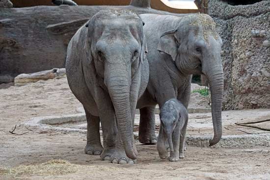 parc-enfant-suisse-zoo