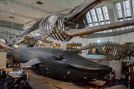 musée gratuit londres