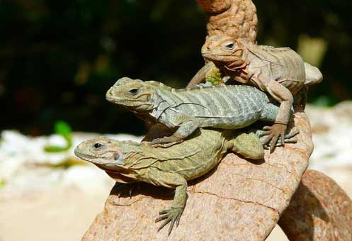 punta-cana-famille