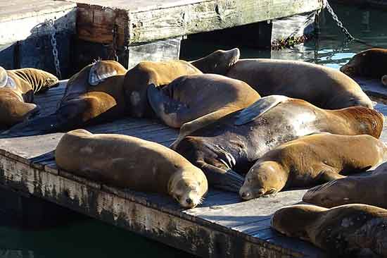 visiter san francisco en famille 