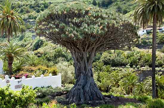que-faire-à-tenerife-en-famille-dragonnier