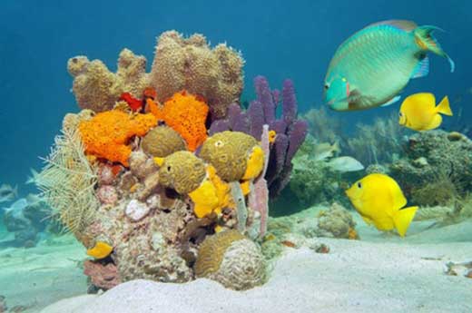 que-faire-en-guadeloupe-en-famille