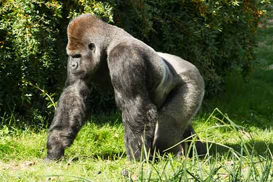 visite-zoo-beauval