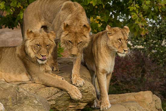 visiter-beauval