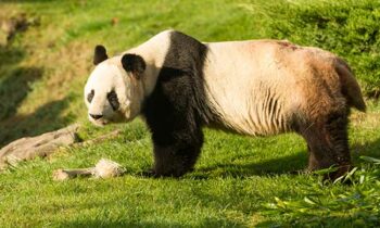 zoo-de-beauval-en-famille