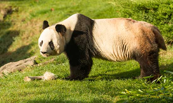 zoo-de-beauval-en-famille