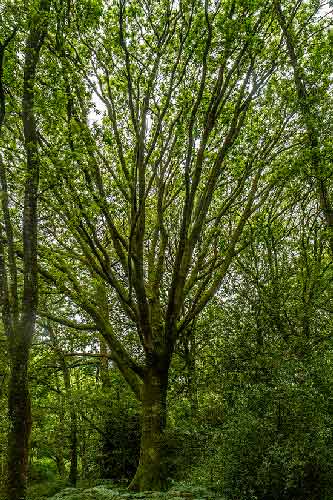balade-broceliande