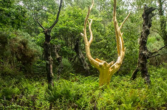 randonnée-brocéliande-val-sans-retour