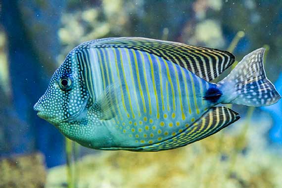 aquarium-saint-malo