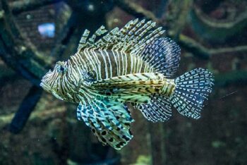 visite-aquarium-saint-malo-rascasse