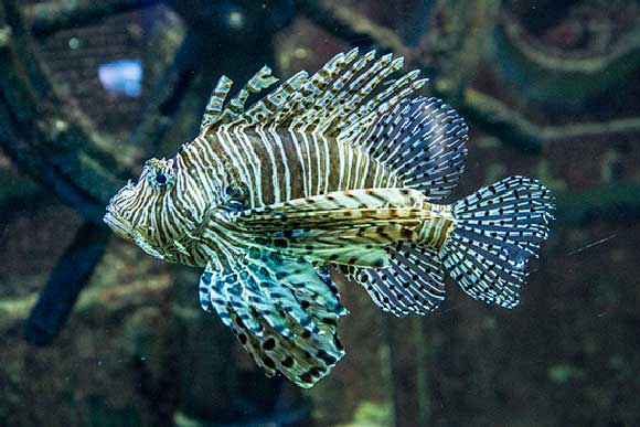 visite-aquarium-saint-malo-rascasse