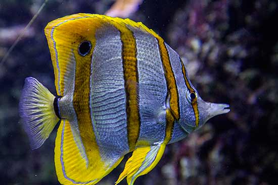 aquarium-brest