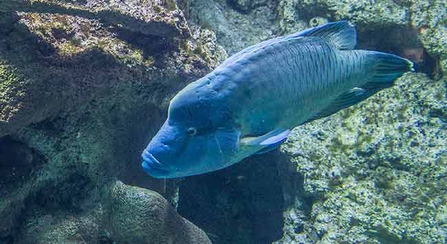 aquarium-de-brest