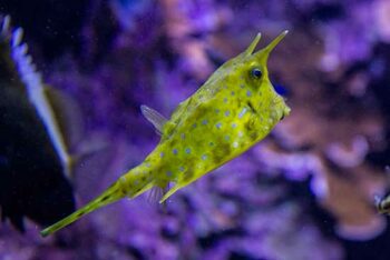 oceanopolis-brest