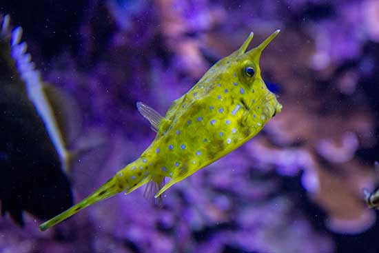 oceanopolis-brest
