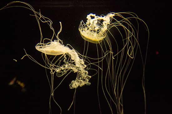 méduse-oceanorium-lisbonne