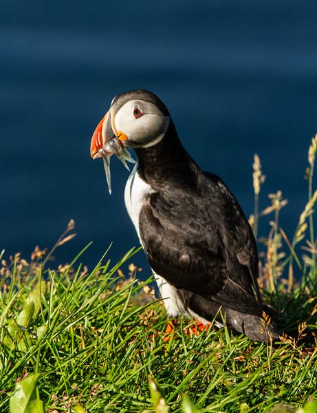 macareux-Islande