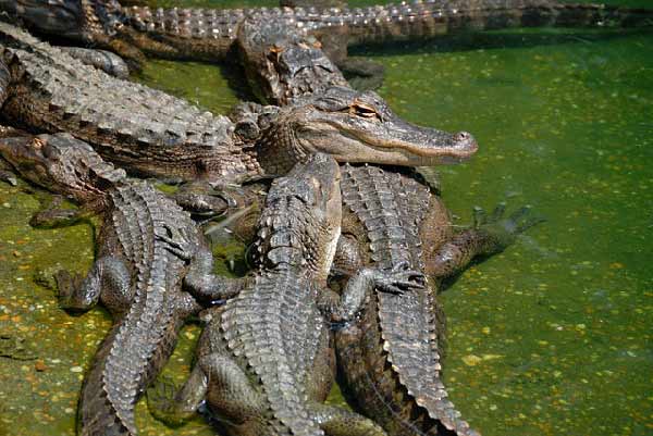 visiter-la-floride-en-famille