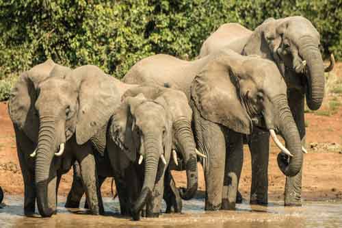 elephants-en-afrique