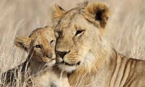 safari-afrique-du-sud-en-famille