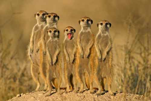 safari-kenya-famille
