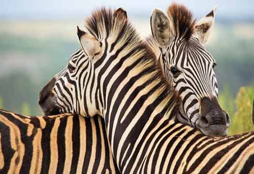 zebres-en-afrique