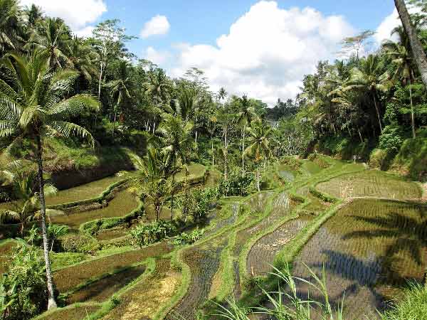 que-faire-a-bali-en-famille