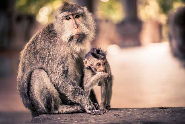 vacances-bali-famille