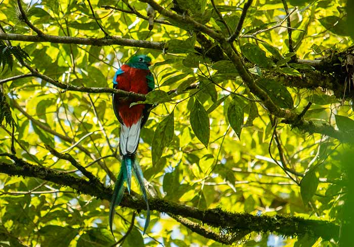 guatemala-en-famille-quetzal