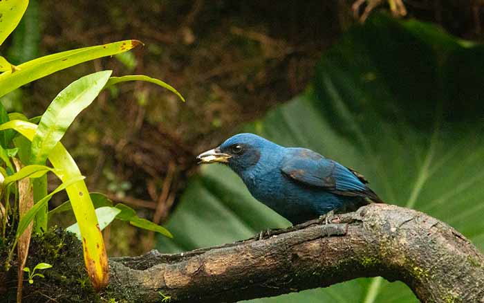 guatemala-geai-bleu