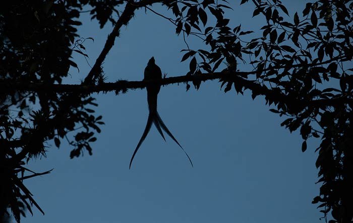 guatemala-oiseau-quetzal